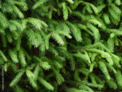 Fototapeta Spruce Hedge