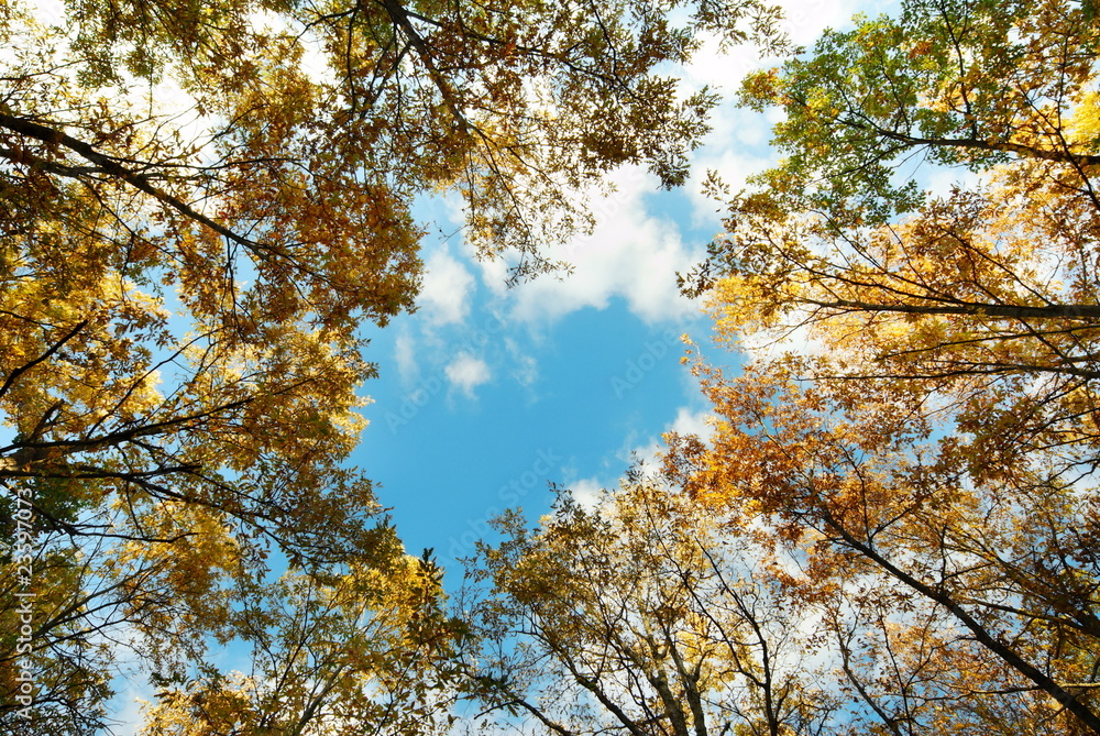 Tall golden oak tree tops Tall golden oak tree tops