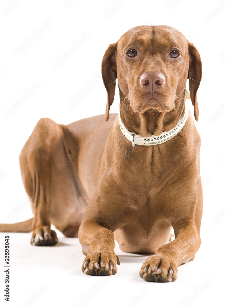 Portrait of a beautiful brown dog. Isolated on white background. Portrait of a beautiful brown dog. Isolated on white background.
