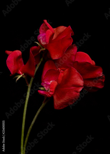 Bunch of Red Sweet Peas
