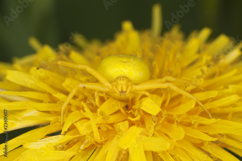 Goldenrod crab spider on dendelion.