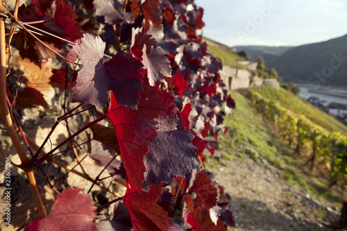 Red wine leaves