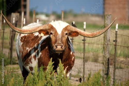 Longhorn cow