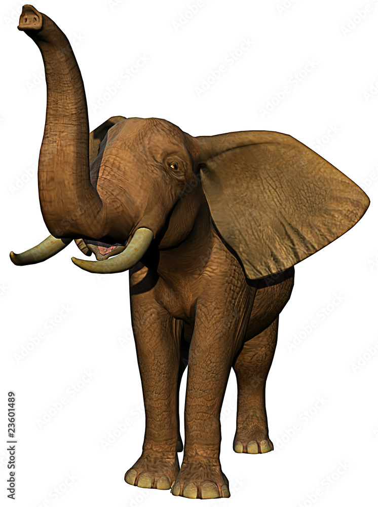 Obraz premium african elephant is calling