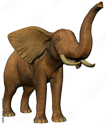 african elephant a © DM7