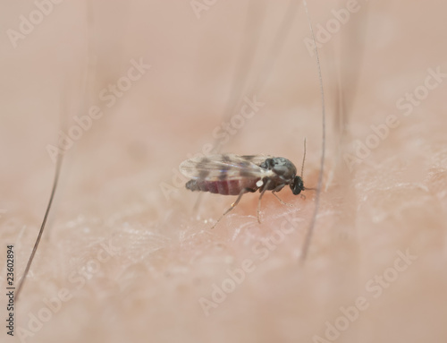 Black fly sucking blood on human arm. photo