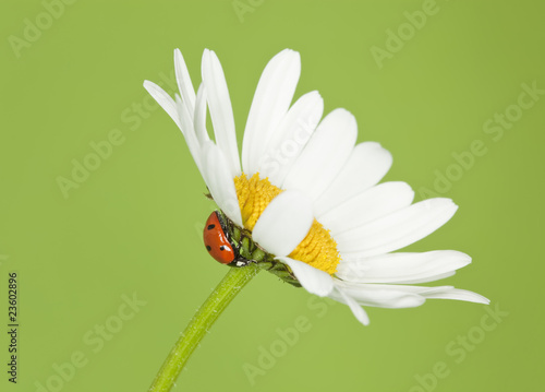 Ladybird sitting on daisy.