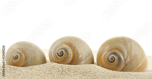 Seashell on sand beach