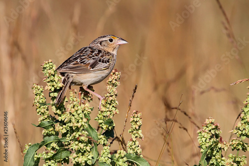 Grasshopper Sparrow (Ammodramus savannarum) photo