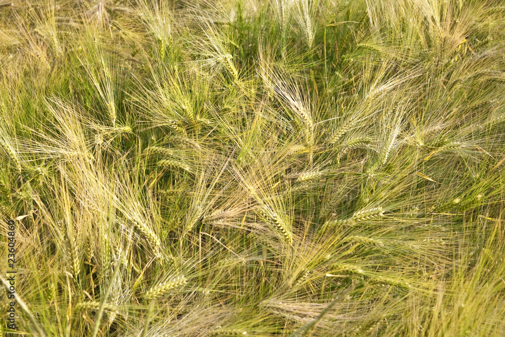 spica of wheat in corn field
