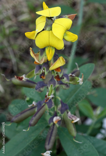 Wallpaper Mural fleurs pois rond marron, cascavelle jaune, crotalaria refusa Torontodigital.ca