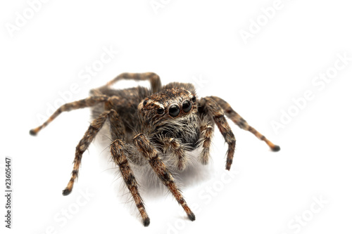 Jumping spider isolated over white.