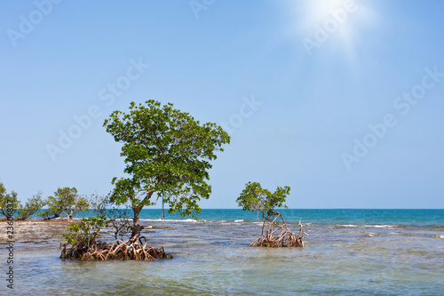 Lonely Mangrove tree © SL photo