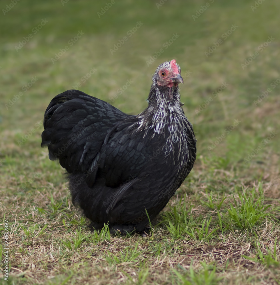 black pekin Birchen Cochin Bantam Hen - backyard poultry