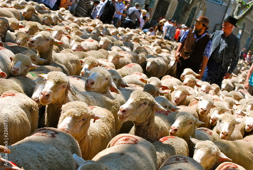 moutons4