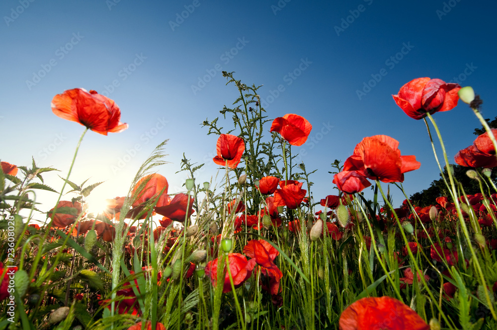 Obraz premium Poppy field