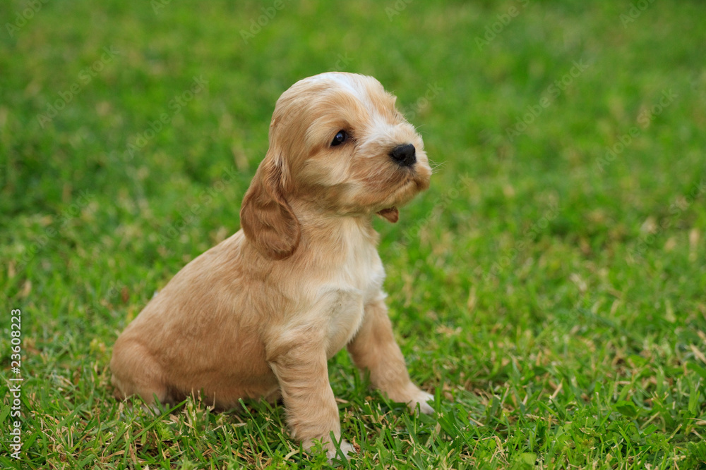 cucciolo di Cocker Spaniel cucciolo di Cocker Spaniel