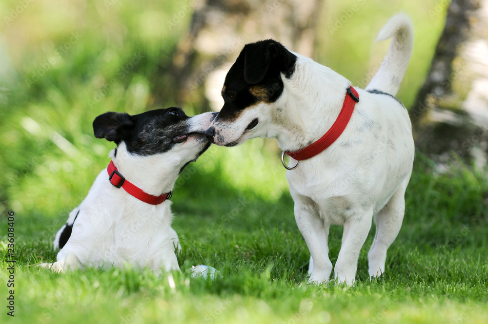 Zwei Jack Russel