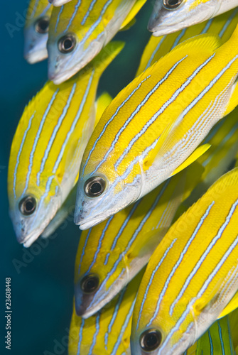 Close up of yellow tropical fish.