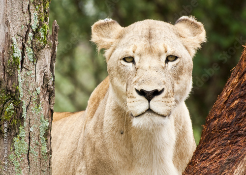 Fototapeta Naklejka Na Ścianę i Meble -  Young lioness peering through trees