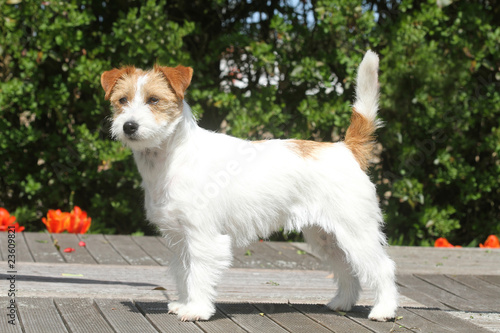 Quadro em tela jack russell terrier