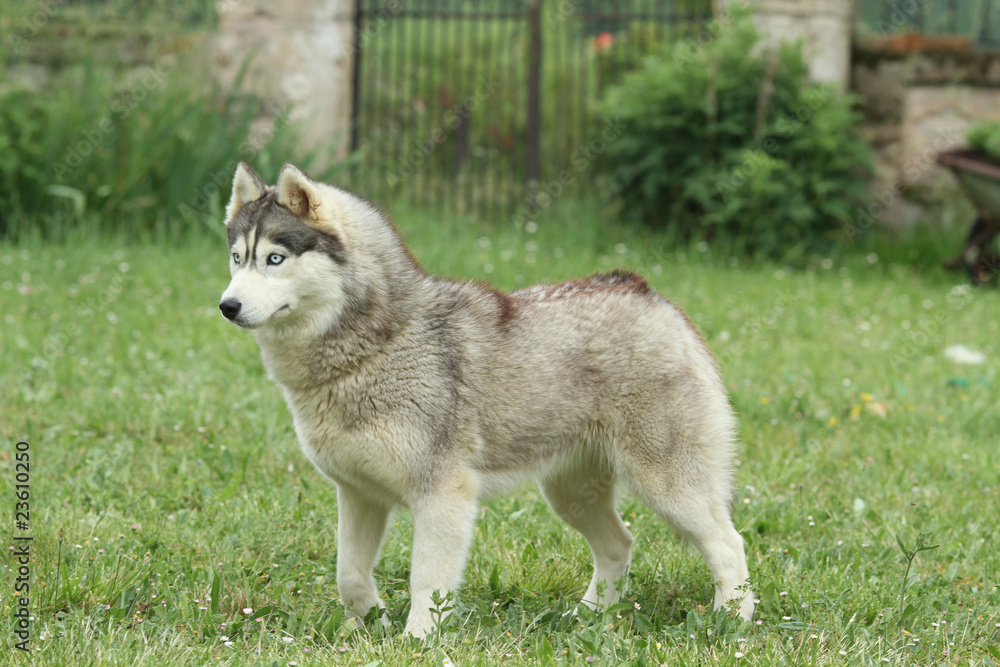 Fototapeta premium husky sibérien debout de profil immobile