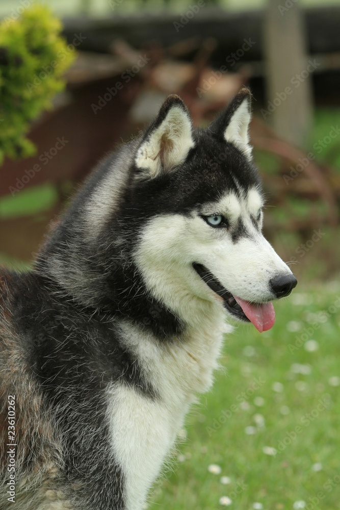 tête de profil d'un husky sibérien