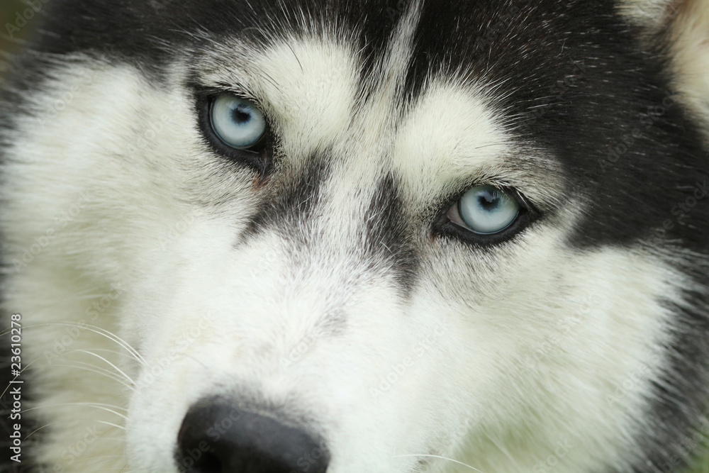 gros plan des yeux bleus d'un siberian husky Stock Photo | Adobe Stock
