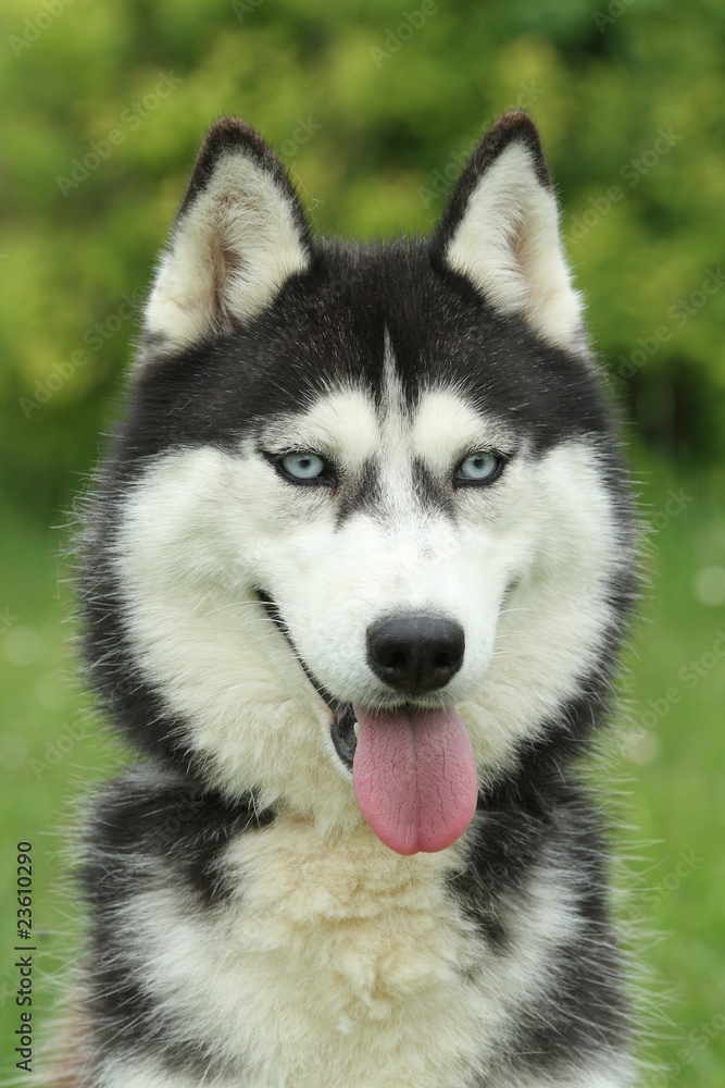 portrait du husky sibérien