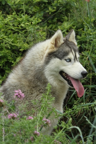 t  te du husky sib  rien   mergeant des foug  res