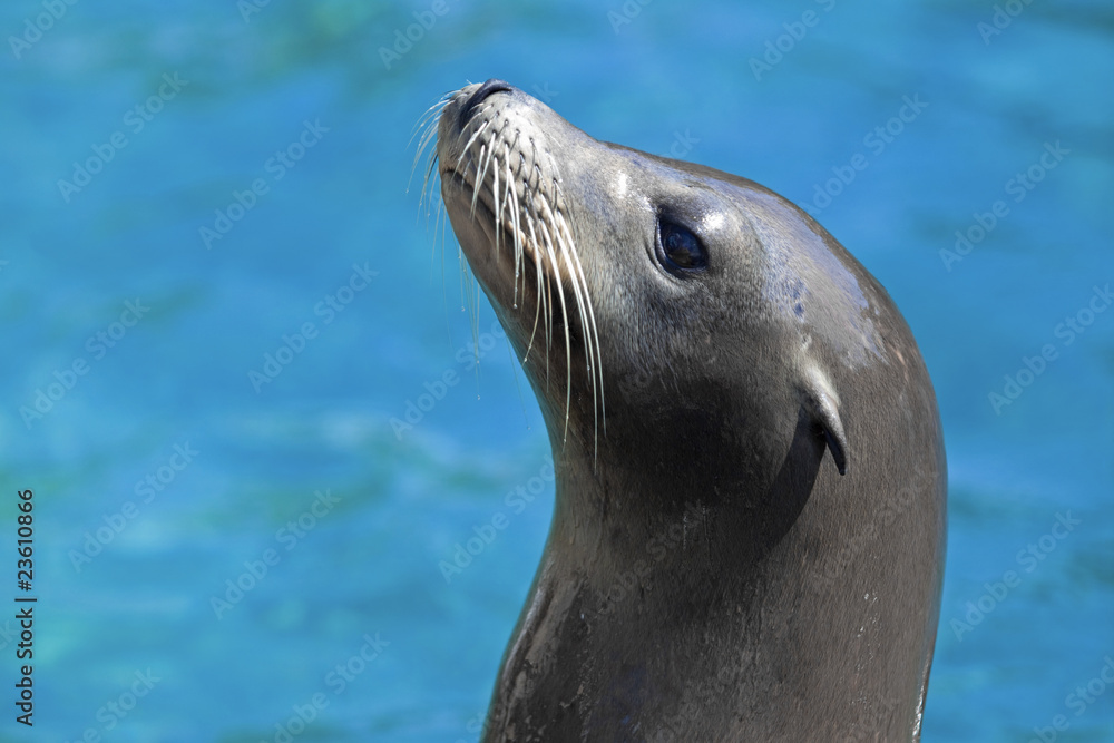 Fototapeta premium Sea lion