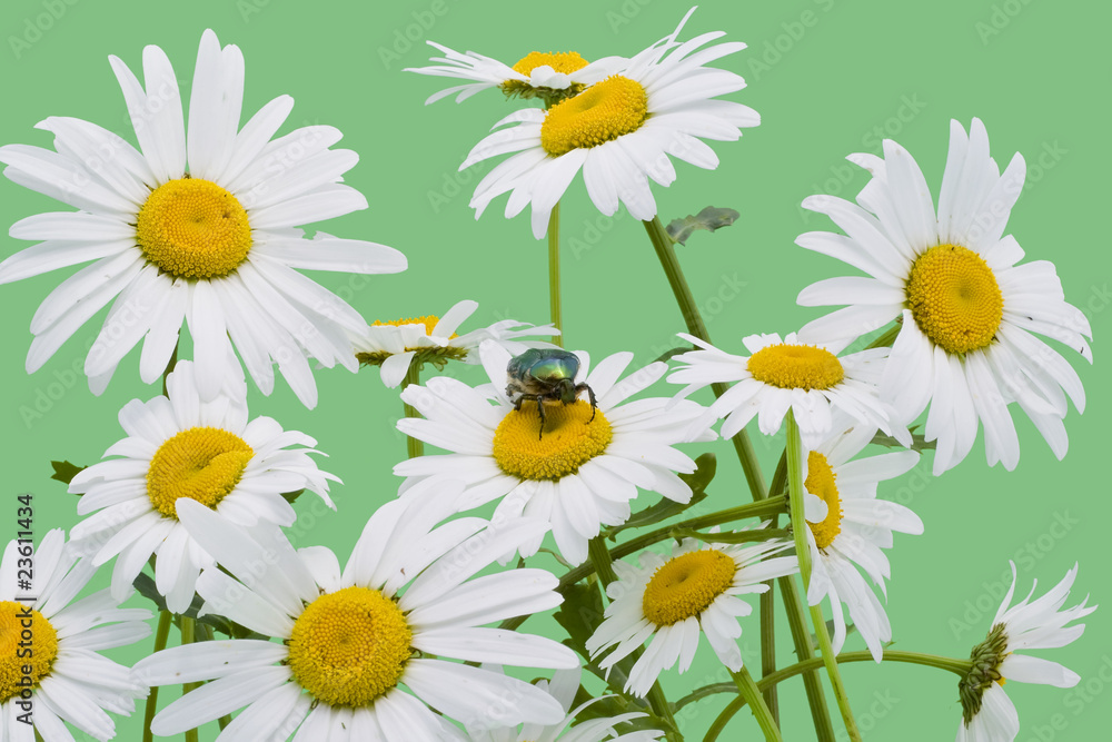 Green bug and white camomiles Green bug and white camomiles
