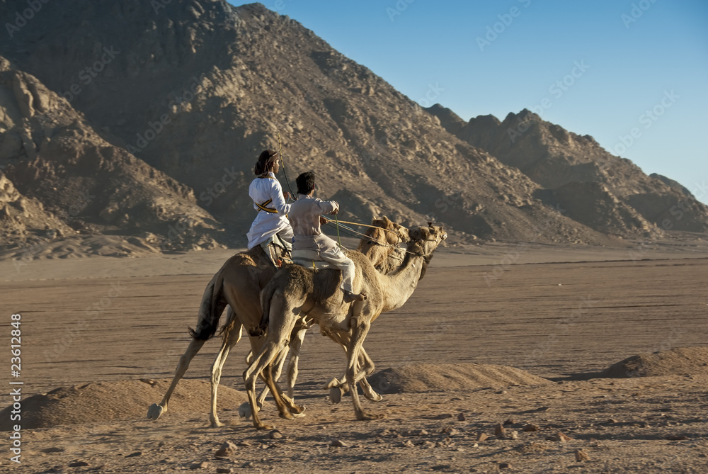 Fototapeta premium Dromedary camel race in the desert.
