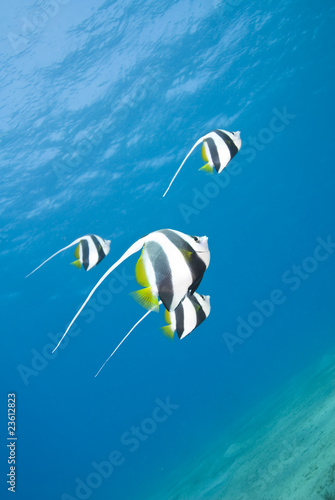 Small group of Schooling bannerfish.