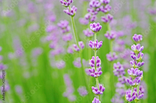 Fototapeta Naklejka Na Ścianę i Meble -  Lavendel