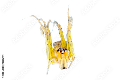 Wallpaper Mural yellow spider macro isolated Torontodigital.ca