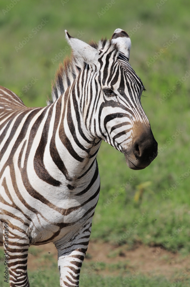 Plains zebra (Equus quagga) at Masai Mara, Kenya Plains zebra (Equus quagga) at Masai Mara, Kenya
