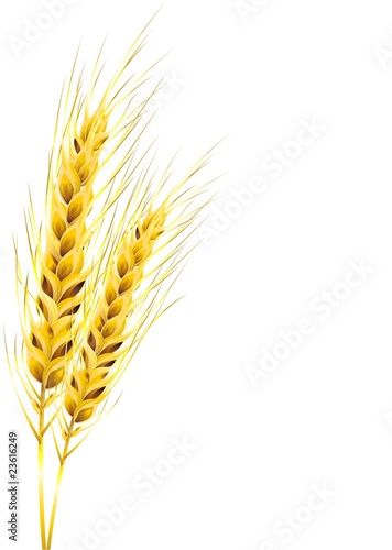 Spighe di Grano Dorato-Golden Ears of Corn-Vector