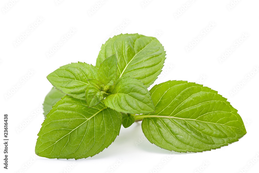 mint leaves isolated on white mint leaves isolated on white