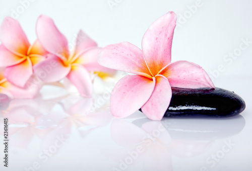 frangipani