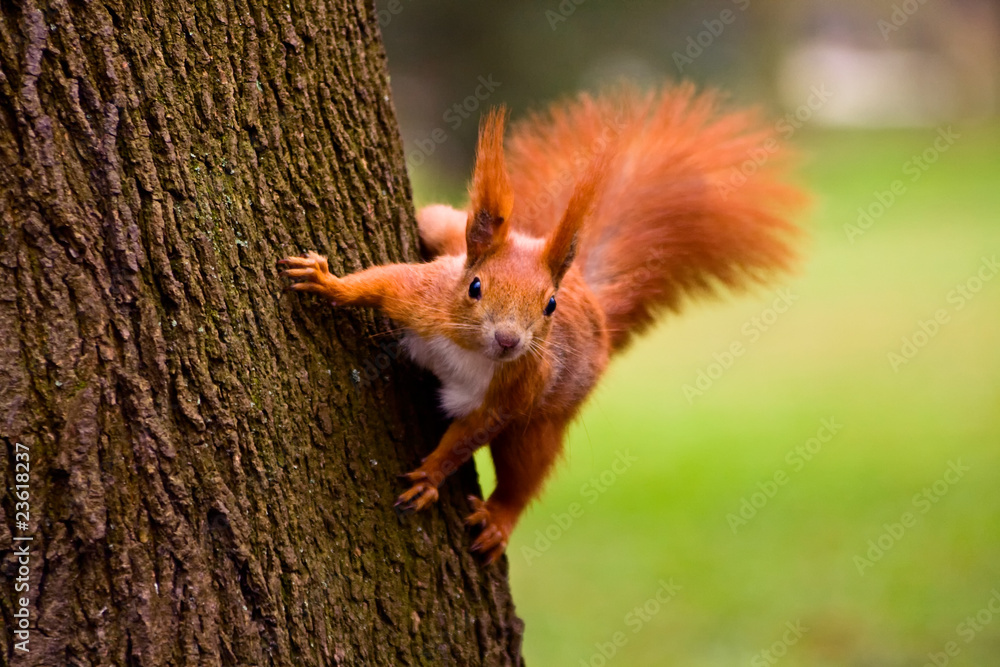 Red squirrel in the natural environment - obrazy, fototapety, plakaty 