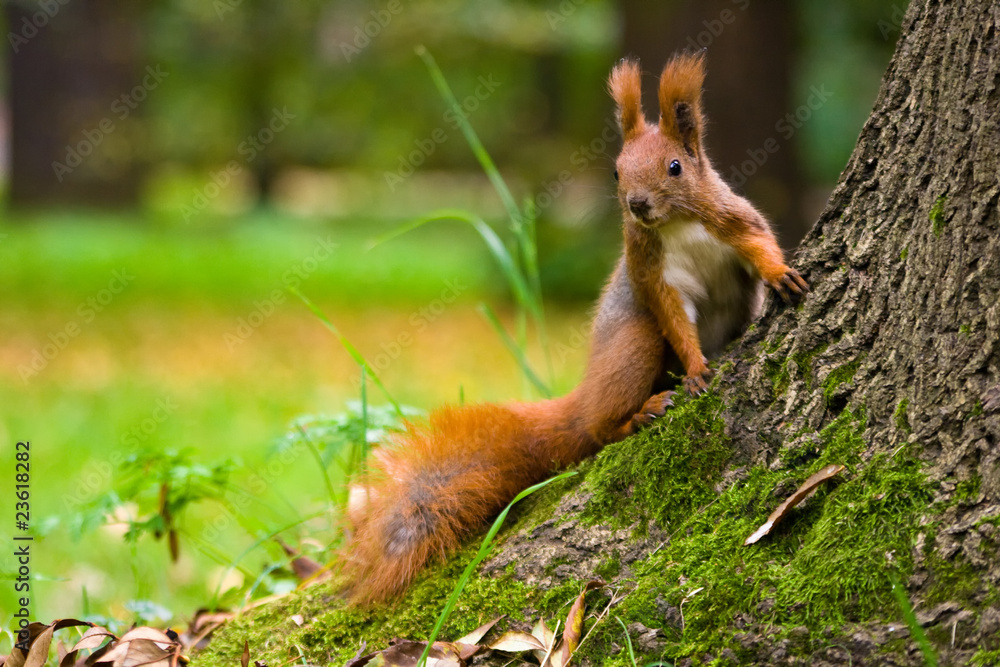 Red squirrel in the natural environment Red squirrel in the natural environment