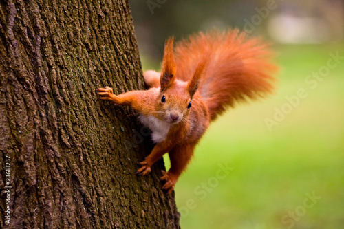 Photo Red squirrel in the natural environment