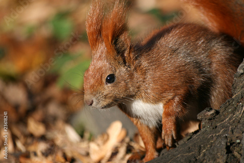 Red squirrel in the natural environment