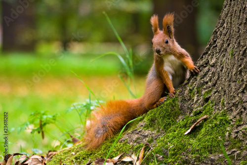 Red squirrel in the natural environment © seawhisper