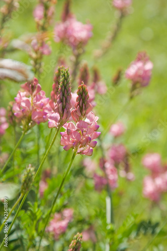 summer meadow (flowering Sainfoin, Onobrychis viciifolia)