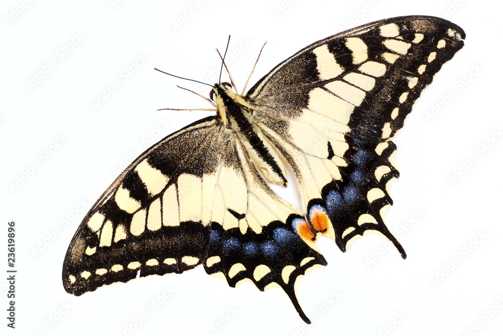 Fototapeta premium Papilio machaon
