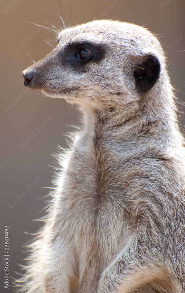 Fototapeta premium meerkat watching