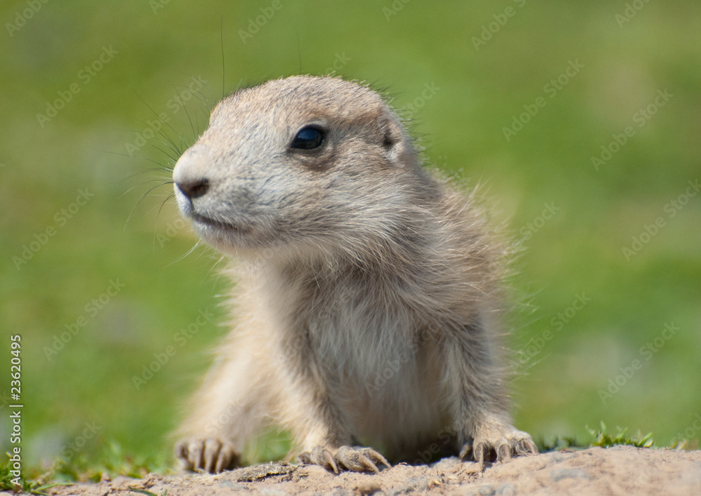 Naklejka premium very young prairie dog
