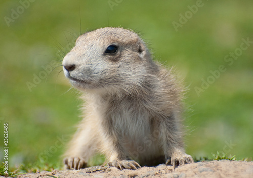 very young prairie dog